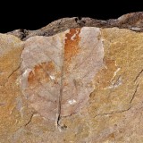 Liść drzewa Diospyros lotoides